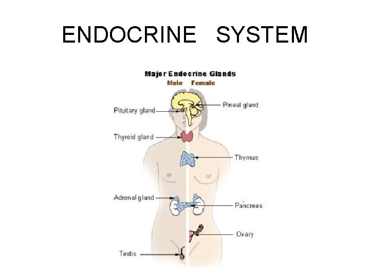 ENDOCRINE SYSTEM 