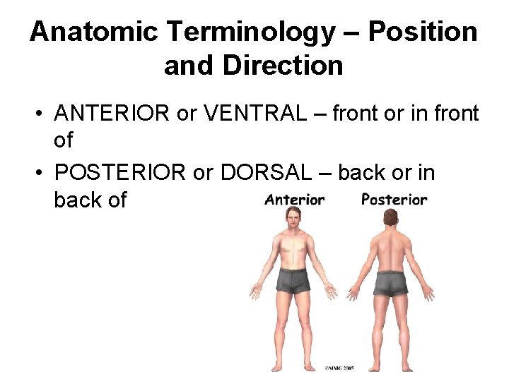 Anatomic Terminology – Position and Direction • ANTERIOR or VENTRAL – front or in
