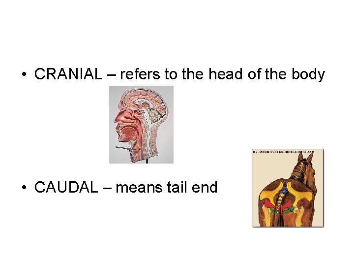  • CRANIAL – refers to the head of the body • CAUDAL –