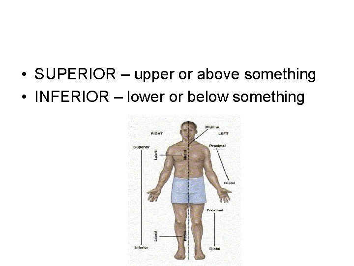  • SUPERIOR – upper or above something • INFERIOR – lower or below