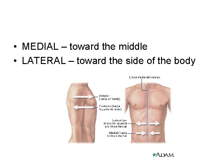  • MEDIAL – toward the middle • LATERAL – toward the side of