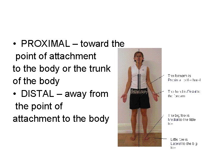  • PROXIMAL – toward the point of attachment to the body or the