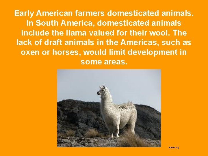 Early American farmers domesticated animals. In South America, domesticated animals include the llama valued