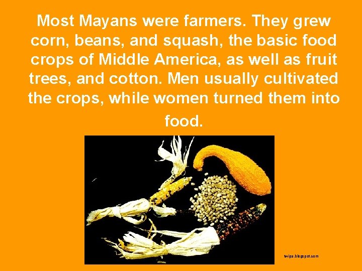 Most Mayans were farmers. They grew corn, beans, and squash, the basic food crops