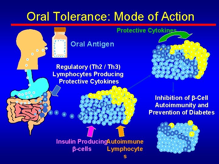 Oral Tolerance: Mode of Action Protective Cytokines Oral Antigen Regulatory (Th 2 / Th Oral Tolerance: Mode of Action Protective Cytokines Oral Antigen Regulatory (Th 2 / Th