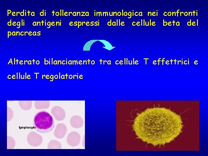 Perdita di tolleranza immunologica nei confronti degli antigeni espressi dalle cellule beta del pancreas Perdita di tolleranza immunologica nei confronti degli antigeni espressi dalle cellule beta del pancreas
