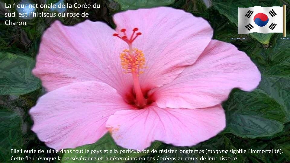 La fleur nationale de la Corée du sud est l’hibiscus ou rose de Charon.