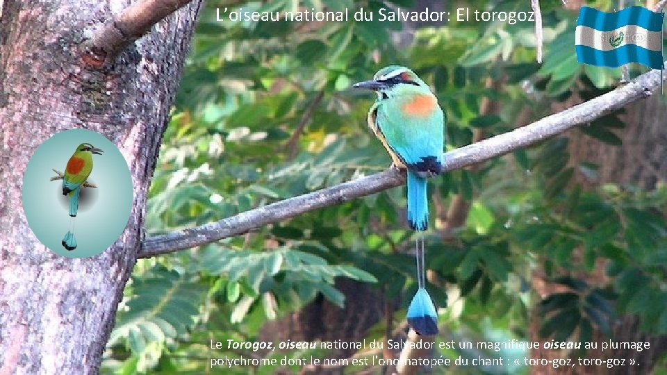 L’oiseau national du Salvador: El torogoz. Le Torogoz, oiseau national du Salvador est un