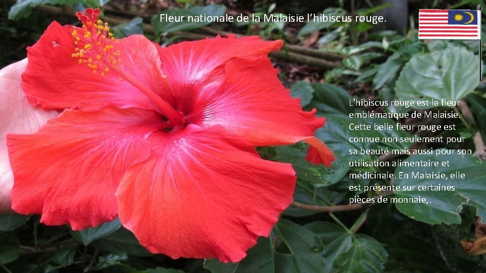 Fleur nationale de la Malaisie l’hibiscus rouge. L'hibiscus rouge est la fleur emblématique de