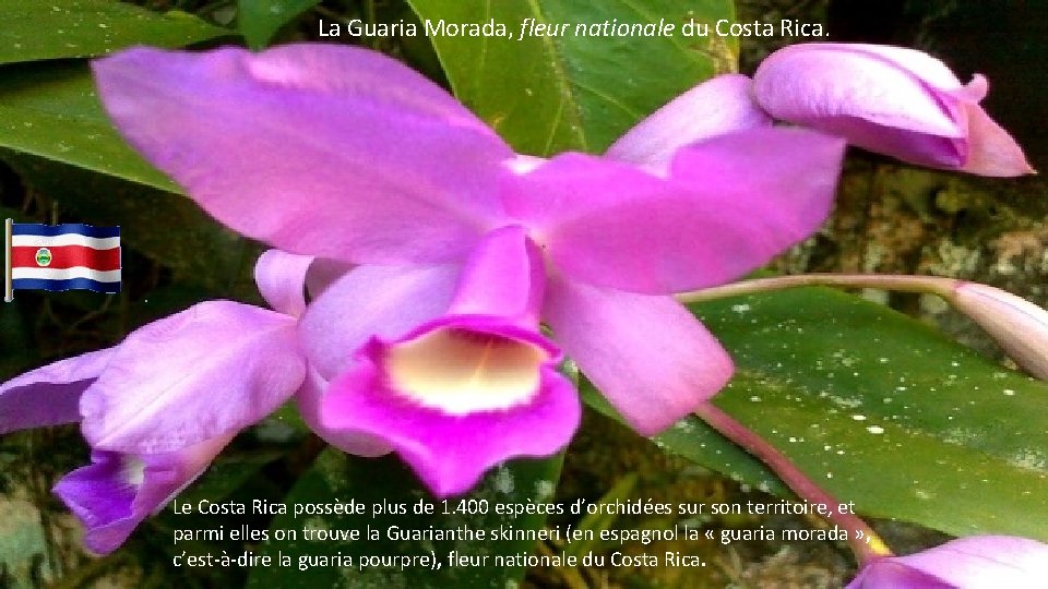 La Guaria Morada, fleur nationale du Costa Rica. Le Costa Rica possède plus de