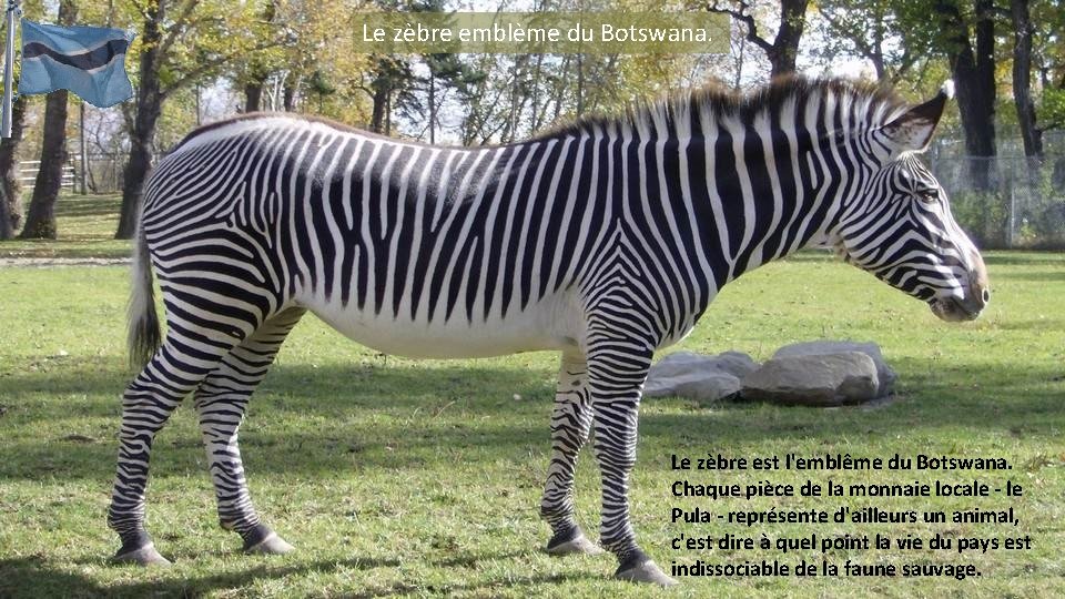 Le zèbre emblème du Botswana. Le zèbre est l'emblême du Botswana. Chaque pièce de