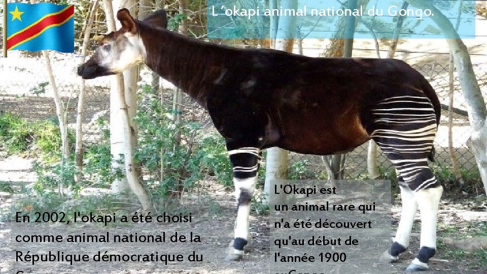 L ’okapi animal national du Gongo. En 2002, l'okapi a été choisi comme animal