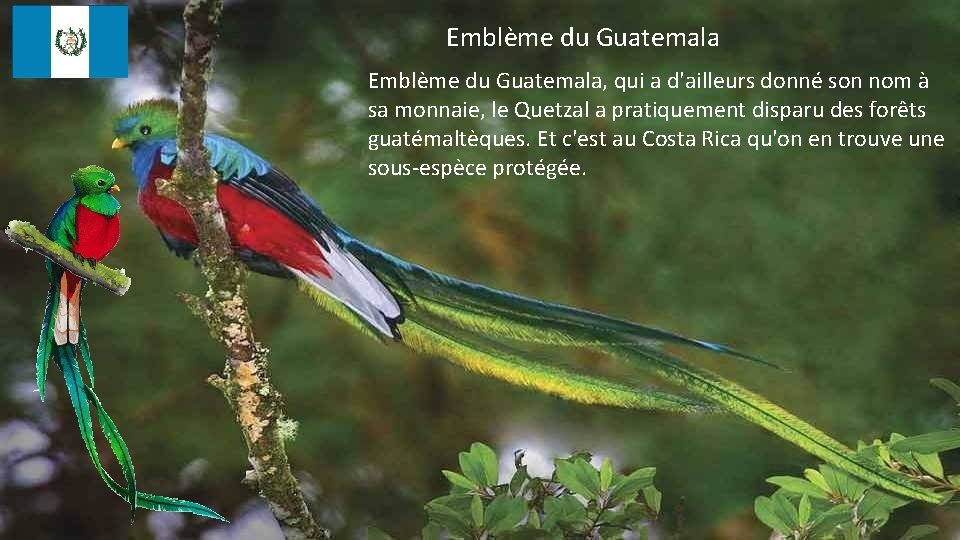 Emblème du Guatemala, qui a d'ailleurs donné son nom à sa monnaie, le Quetzal