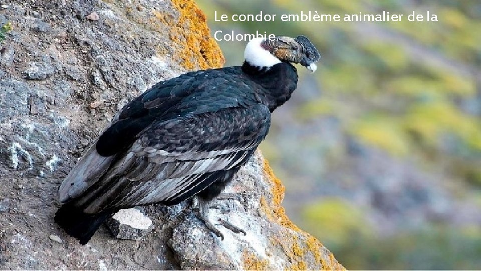 Le condor emblème animalier de la Colombie. 