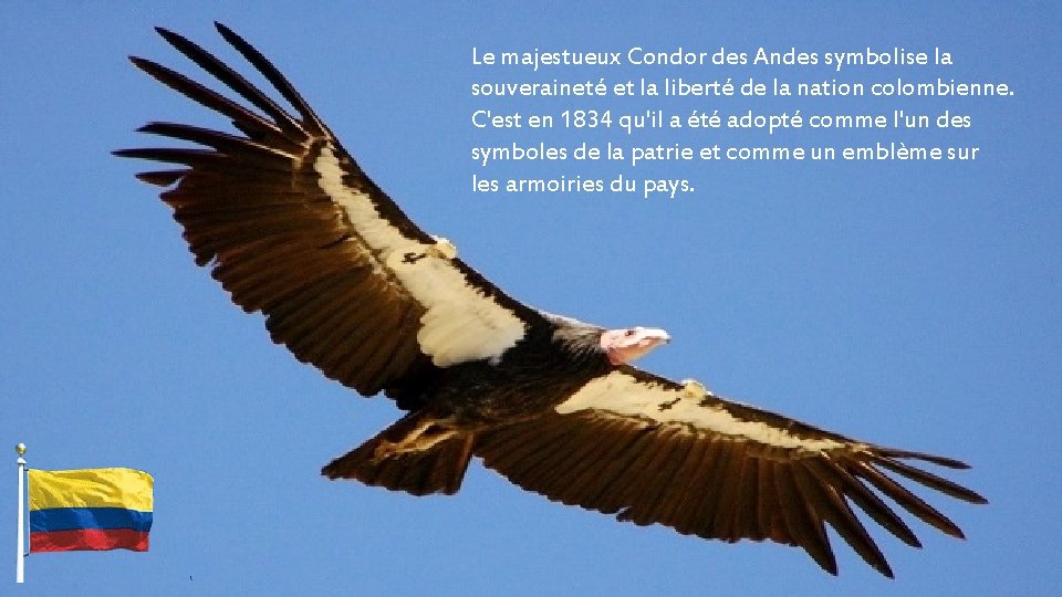 Le majestueux Condor des Andes symbolise la souveraineté et la liberté de la nation