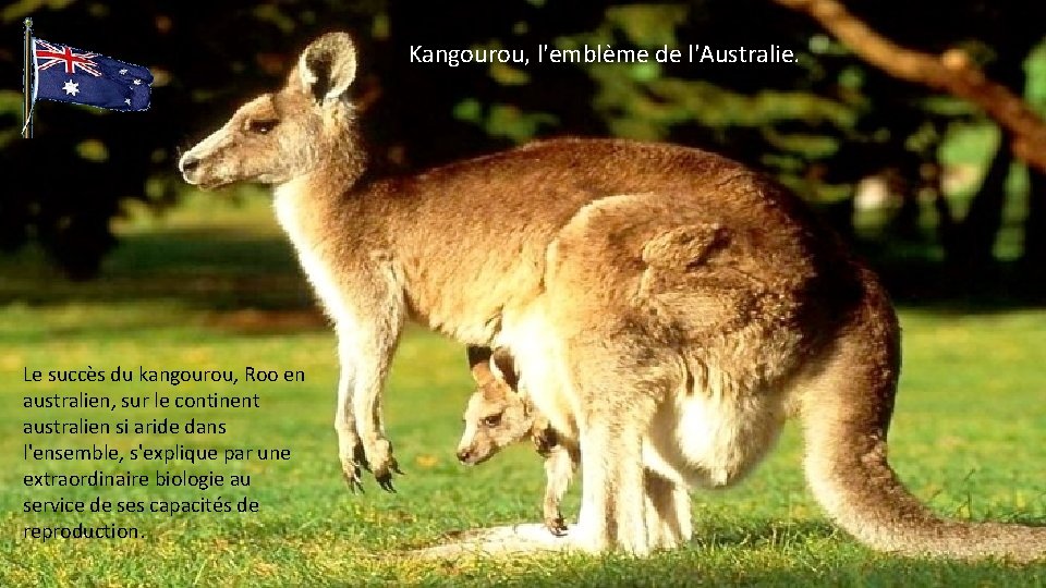 Kangourou, l'emblème de l'Australie. Le succès du kangourou, Roo en australien, sur le continent
