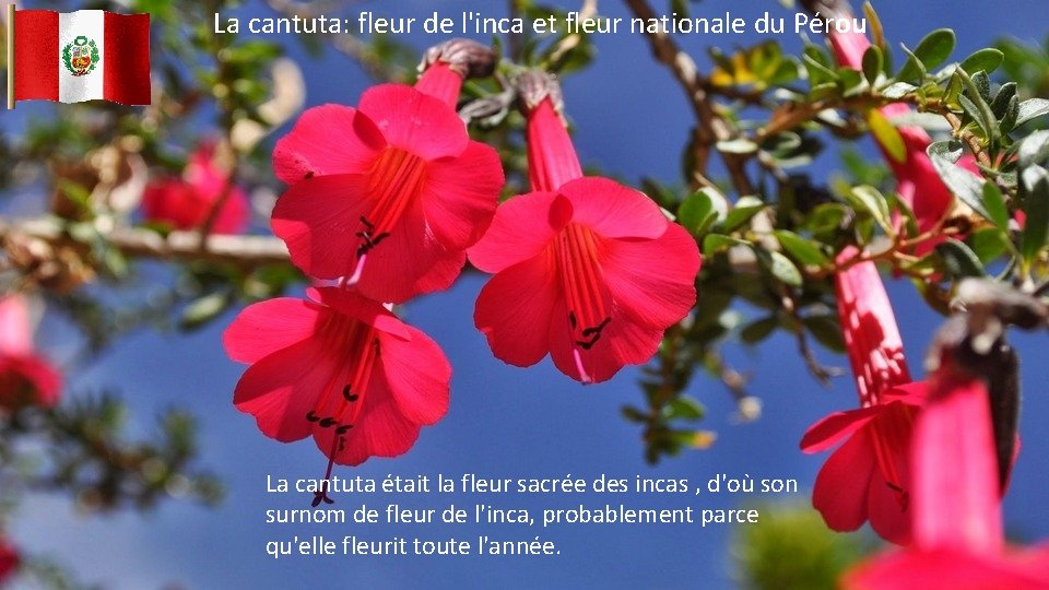 La cantuta: fleur de l'inca et fleur nationale du Pérou La cantuta était la