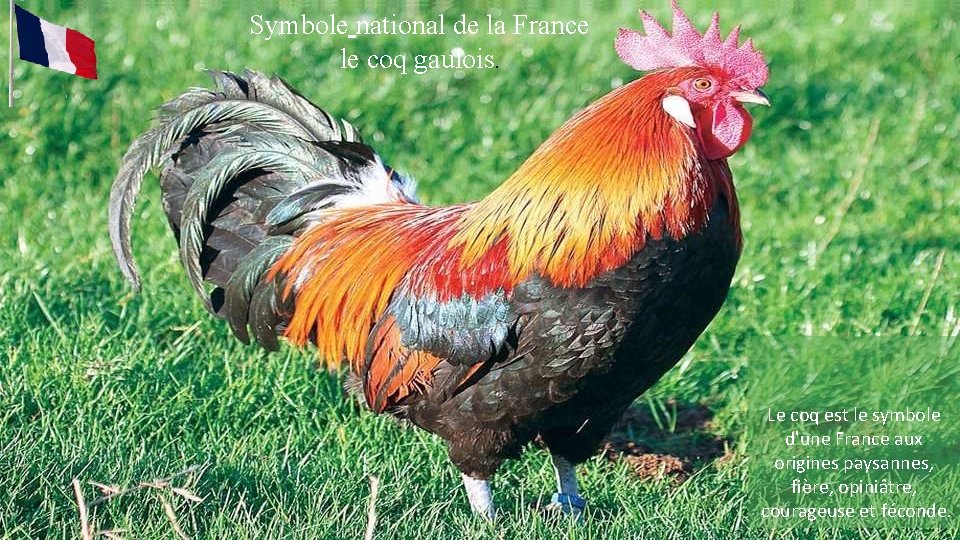 Symbole national de la France. le coq gaulois. Le coq est le symbole d'une