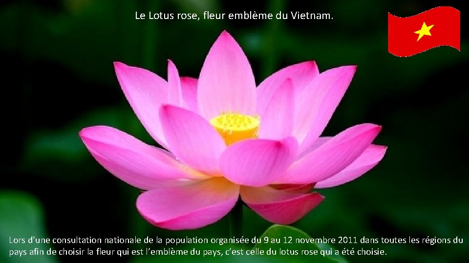 Le Lotus rose, fleur emblème du Vietnam. Lors d’une consultation nationale de la population