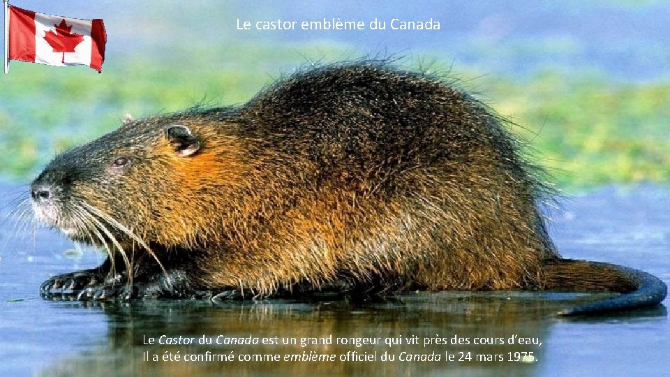 Le castor emblème du Canada Le Castor du Canada est un grand rongeur qui