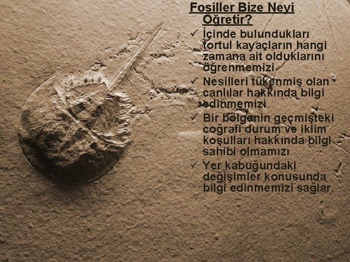 Fosiller Bize Neyi Öğretir? ü İçinde bulundukları tortul kayaçların hangi zamana ait olduklarını öğrenmemizi