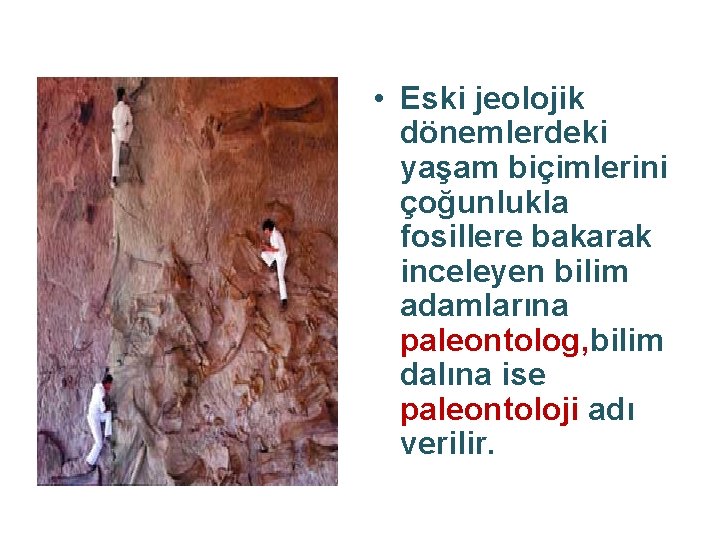  • Eski jeolojik dönemlerdeki yaşam biçimlerini çoğunlukla fosillere bakarak inceleyen bilim adamlarına paleontolog,