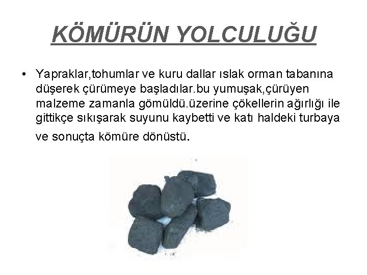 KÖMÜRÜN YOLCULUĞU • Yapraklar, tohumlar ve kuru dallar ıslak orman tabanına düşerek çürümeye başladılar.