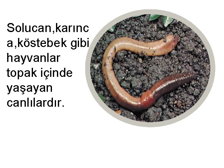 Solucan, karınc a, köstebek gibi hayvanlar topak içinde yaşayan canlılardır. 