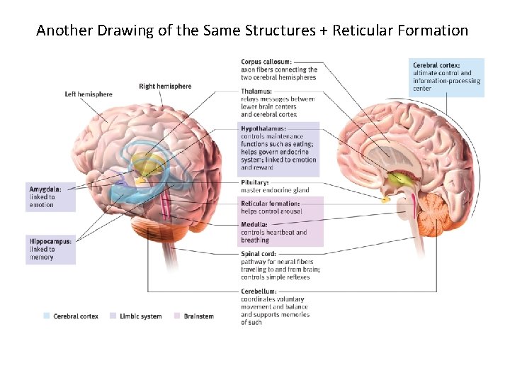 Another Drawing of the Same Structures + Reticular Formation Another Drawing of the Same Structures + Reticular Formation