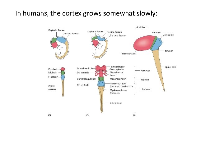 In humans, the cortex grows somewhat slowly: 