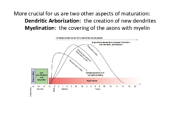 More crucial for us are two other aspects of maturation: Dendritic Arborization: the creation