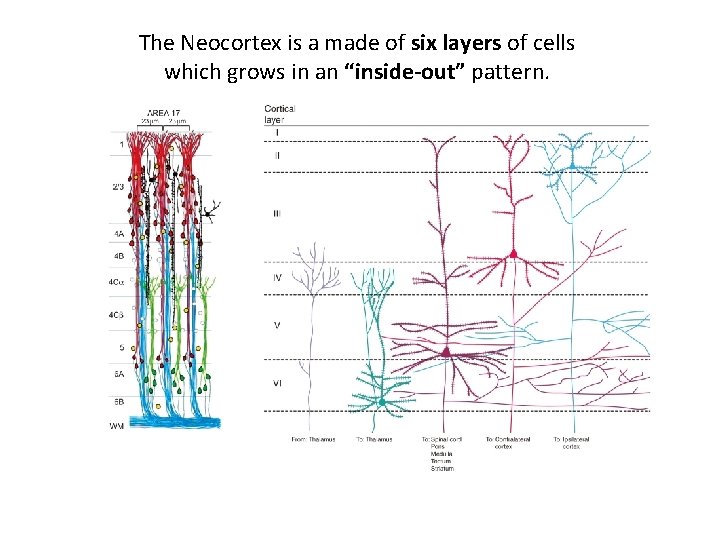 The Neocortex is a made of six layers of cells which grows in an