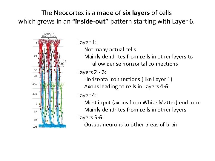 The Neocortex is a made of six layers of cells which grows in an The Neocortex is a made of six layers of cells which grows in an