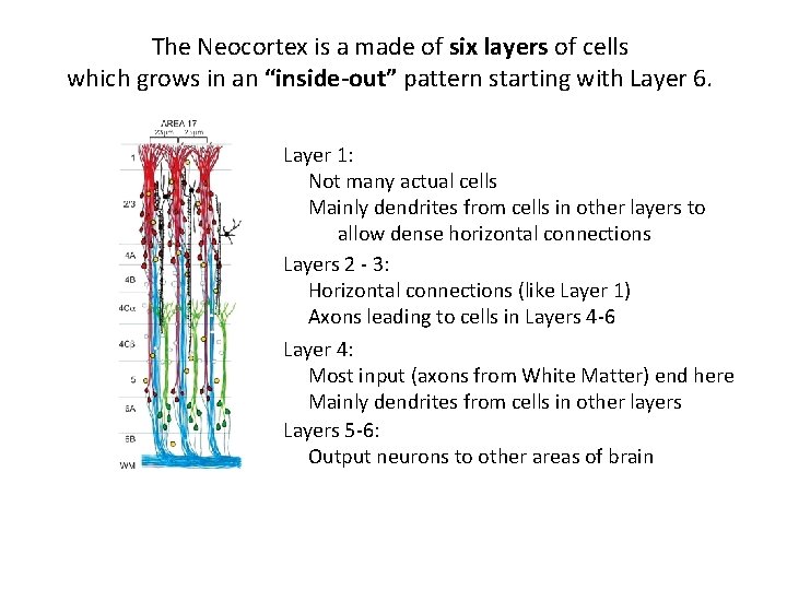 The Neocortex is a made of six layers of cells which grows in an