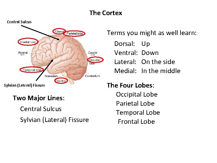 The Cortex Central Sulcus Terms you might as well learn: Dorsal: Up Ventral: Down