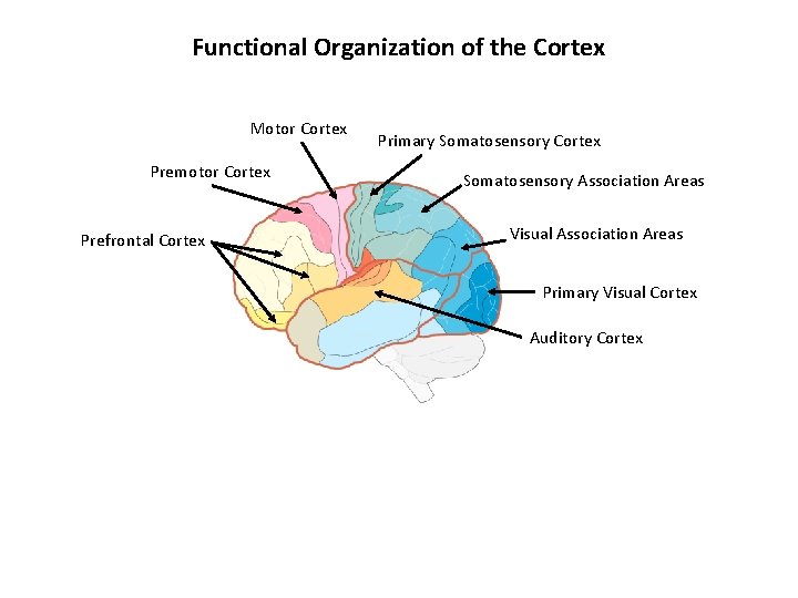 Functional Organization of the Cortex Motor Cortex Premotor Cortex Prefrontal Cortex Primary Somatosensory Cortex