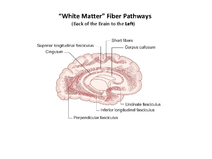 “White Matter” Fiber Pathways (Back of the Brain to the Left) 