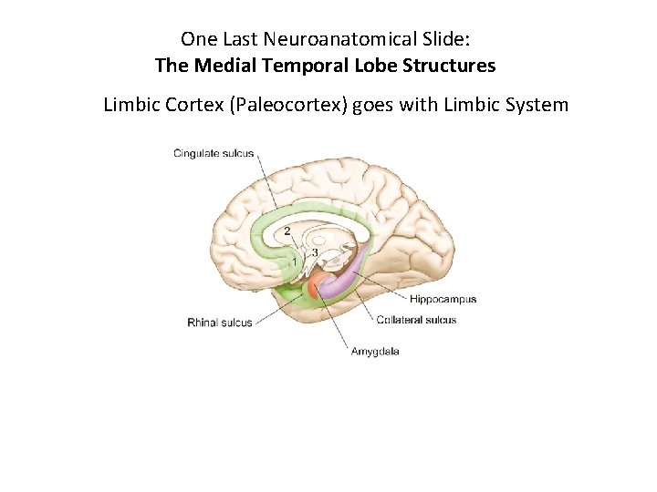 One Last Neuroanatomical Slide: The Medial Temporal Lobe Structures Limbic Cortex (Paleocortex) goes with One Last Neuroanatomical Slide: The Medial Temporal Lobe Structures Limbic Cortex (Paleocortex) goes with