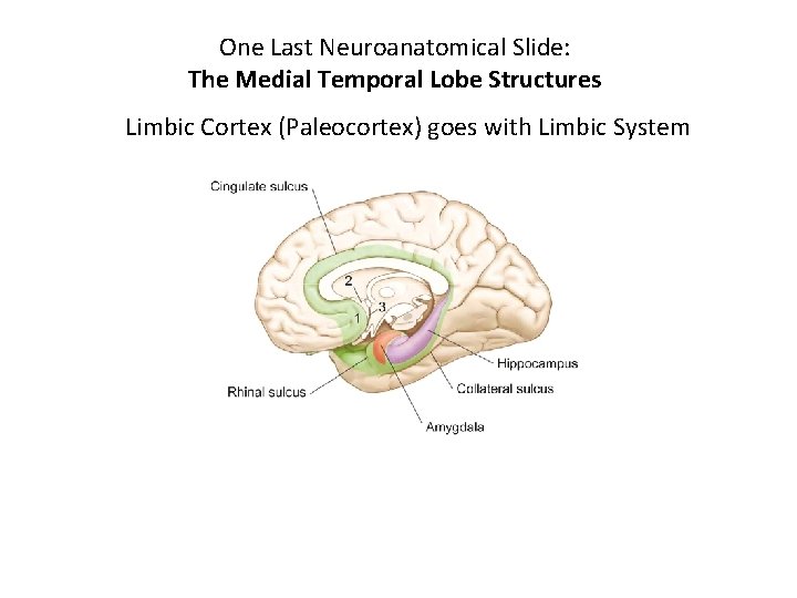 One Last Neuroanatomical Slide: The Medial Temporal Lobe Structures Limbic Cortex (Paleocortex) goes with