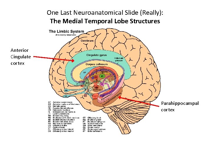 One Last Neuroanatomical Slide (Really): The Medial Temporal Lobe Structures Anterior Cingulate cortex Parahippocampal