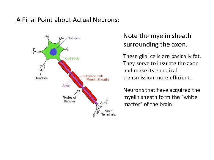 A Final Point about Actual Neurons: Note the myelin sheath surrounding the axon. These