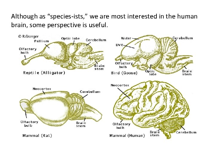 Although as “species-ists, ” we are most interested in the human brain, some perspective Although as “species-ists, ” we are most interested in the human brain, some perspective