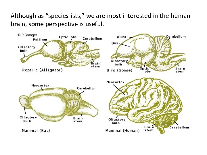 Although as “species-ists, ” we are most interested in the human brain, some perspective