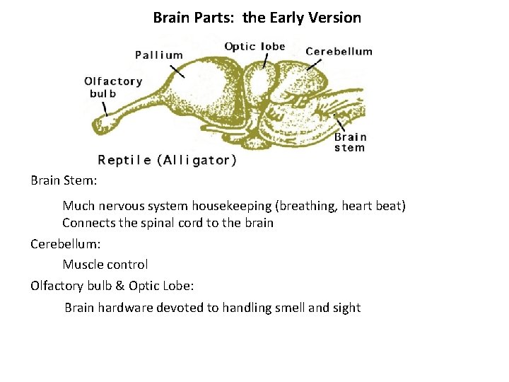 Brain Parts: the Early Version Brain Stem: Much nervous system housekeeping (breathing, heart beat) Brain Parts: the Early Version Brain Stem: Much nervous system housekeeping (breathing, heart beat)