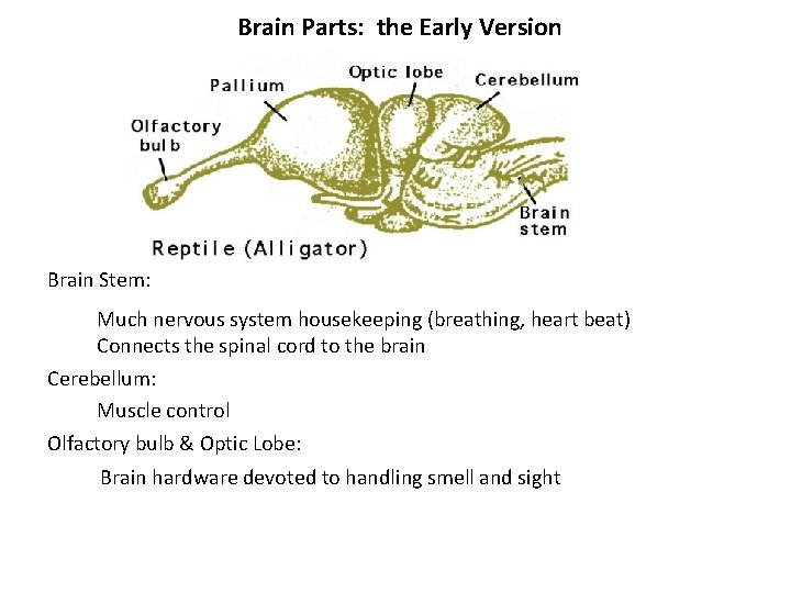 Brain Parts: the Early Version Brain Stem: Much nervous system housekeeping (breathing, heart beat)