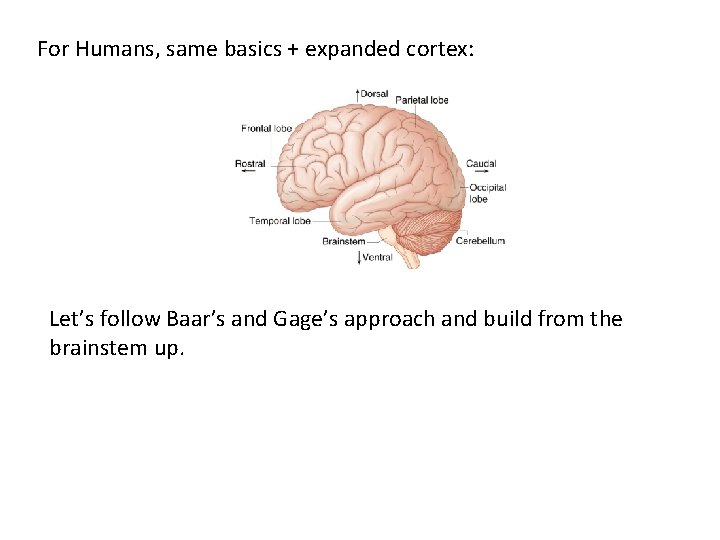 For Humans, same basics + expanded cortex: Let’s follow Baar’s and Gage’s approach and