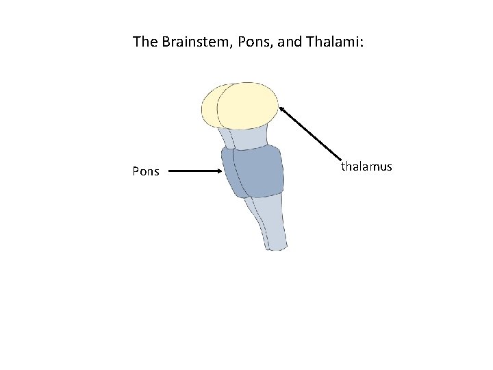 The Brainstem, Pons, and Thalami: Pons thalamus The Brainstem, Pons, and Thalami: Pons thalamus
