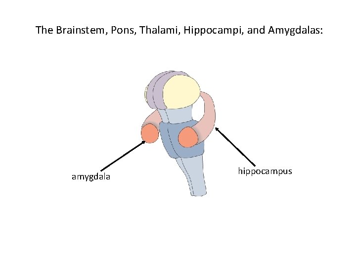 The Brainstem, Pons, Thalami, Hippocampi, and Amygdalas: amygdala hippocampus 