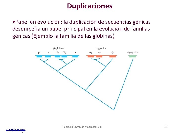 Duplicaciones • Papel en evolución: la duplicación de secuencias génicas desempeña un papel principal