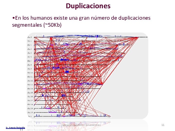 Duplicaciones • En los humanos existe una gran número de duplicaciones segmentales (~50 Kb) Duplicaciones • En los humanos existe una gran número de duplicaciones segmentales (~50 Kb)